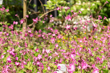 Obraz premium Red Campion or Silene Dioica plant in Zurich in Switzerland