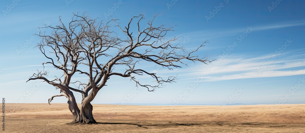 Poster Dry tree with copy space image.