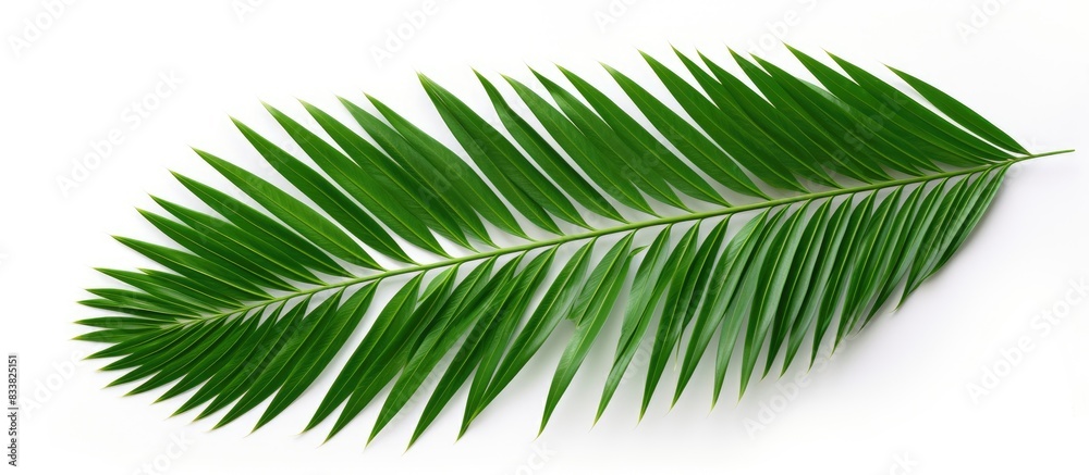 Poster green palm leaf against white backdrop with clipping path for design elements - a tropical, summery 