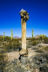 Dead dry plant Carnegiea gigantea and other succulents in Organ Pipe NP, Arizona