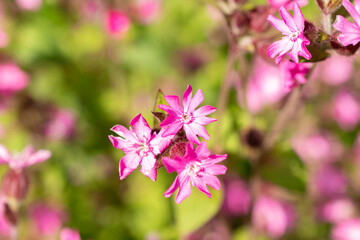 Red Campion or Silene Dioica plant in Zurich in Switzerland