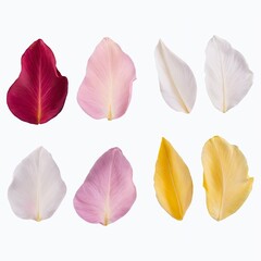 leaves isolated on white