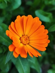 An Orange flower