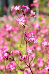 Fototapeta premium Red Campion or Silene Dioica plant in Zurich in Switzerland