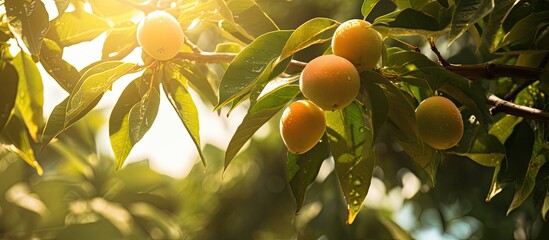 A mango tree with sunlight as the main focus and a copy space image.