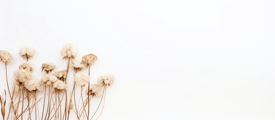 Numerous white dried flowers against a white backdrop with copy space image.