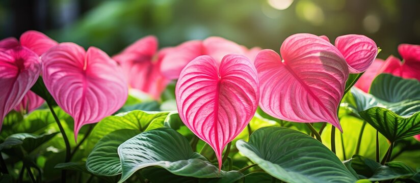 Gorgeous caladium plant with vibrant green leaves in a garden setting with copy space image.