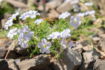 Linum Alpinum plant in Zurich in Switzerland