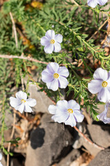 Linum Alpinum plant in Zurich in Switzerland