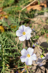 Linum Alpinum plant in Zurich in Switzerland