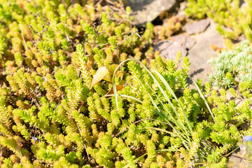 Tasteless stonecrop or Sedum Sexangulare plant in Zurich in Switzerland