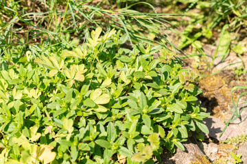 Common rock rose or Helianthemum Nummularium plant in Zurich in Switzerland