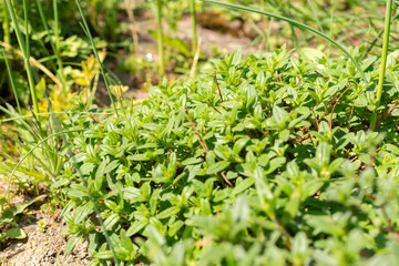 Common rock rose or Helianthemum Nummularium plant in Zurich in Switzerland