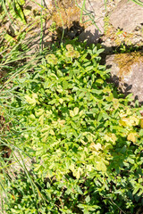 Common rock rose or Helianthemum Nummularium plant in Zurich in Switzerland