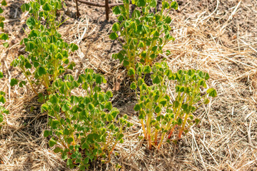 Oxalis Tuberosa plant in Zurich in Switzerland