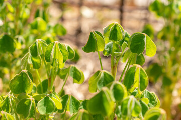 Oxalis Tuberosa plant in Zurich in Switzerland