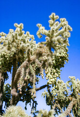 Teddy-bear cholla (Cylindropuntia bigelovii) - desert landscape, large thickets of prickly pear cactus with tenacious yellowish spines in Joshua Tree NP, California