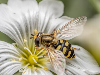 Batman hoverfly pollinating a wild flower