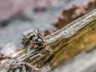 Brown ant ingesting sweet liquid