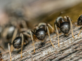 Brown ants ingesting 