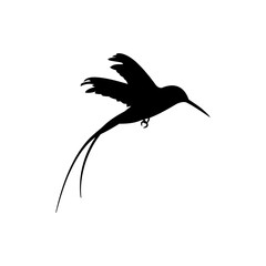bird Vector