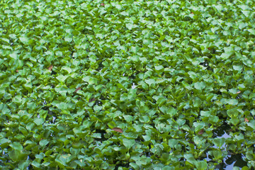 Group of Eichhornia crassipes plants in the lake