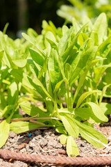 Obraz premium Wild flax or Camelina Sativa plant in Zurich in Switzerland