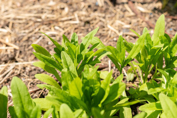 Obraz premium Wild flax or Camelina Sativa plant in Zurich in Switzerland