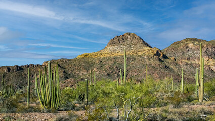 Desert landscape with cacti, Stenocereus thurberi, Carnegiea gigantea and other succulents