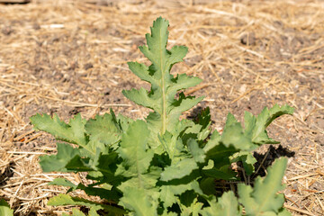 Opium poppy or Papaver Somniferum plant in Zurich in Switzerland