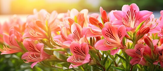 Blooming Alstromeria in the garden setting with copy space image.