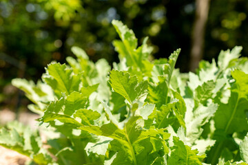 Opium poppy or Papaver Somniferum plant in Zurich in Switzerland