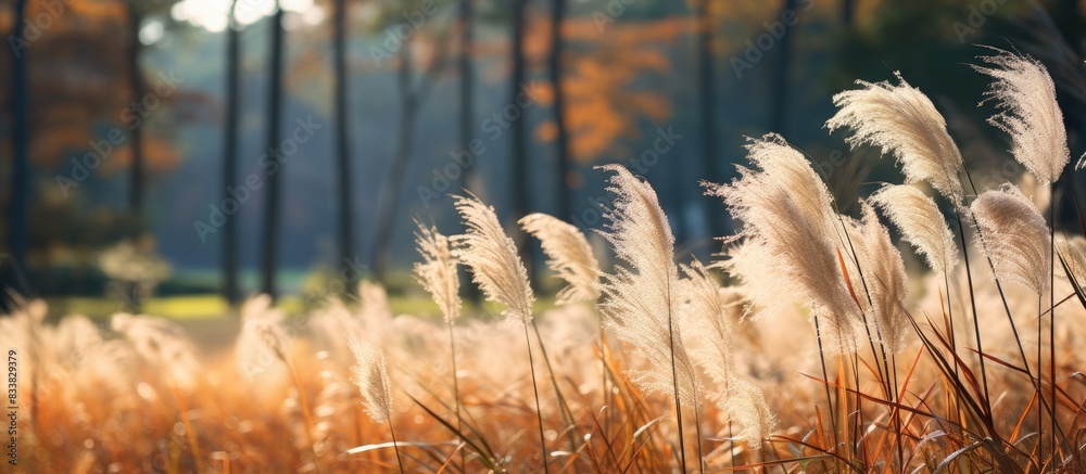 Poster Autumn grass set against a forest background, designed with a copy space image.