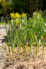 Garlic or Allium Sativum plant in Zurich in Switzerland