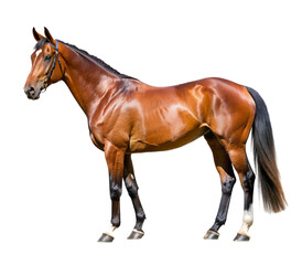 Obraz premium Horse of the English Thoroughbred breed-