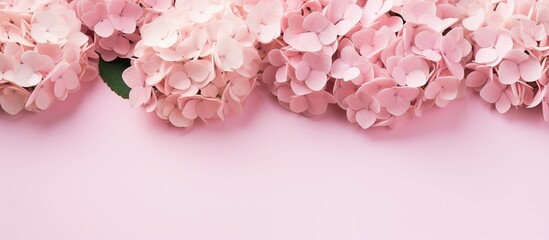 Obraz premium Beautiful pink hydrangea flowers with a copy space image.