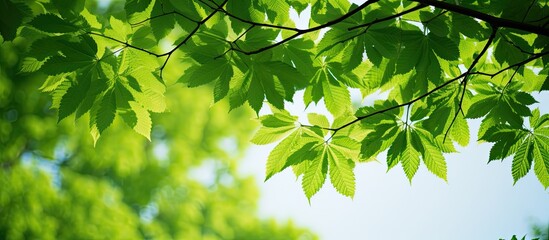 Vivid green horse chestnut tree leaves against tree silhouette create a stunning copy space image.
