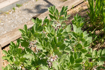 Broad bean or Vicia Faba var minor plant in Zurich in Switzerland