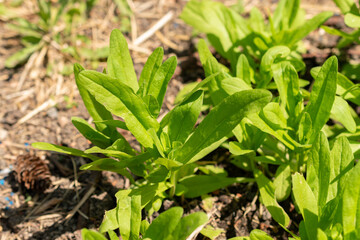 Wild flax or Camelina Sativa plant in Zurich in Switzerland