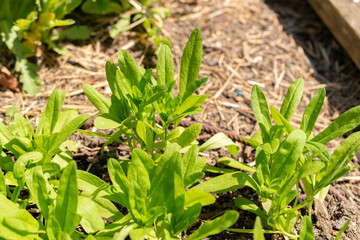 Wild flax or Camelina Sativa plant in Zurich in Switzerland