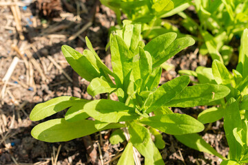 Wild flax or Camelina Sativa plant in Zurich in Switzerland