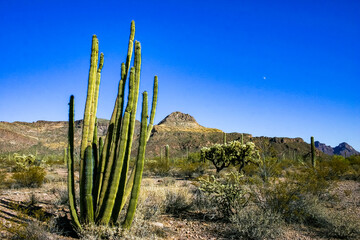 Desert landscape with cacti, Stenocereus thurberi, Carnegiea gigantea and other succulents