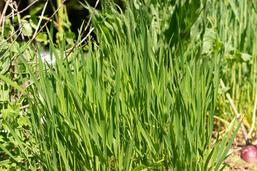 Triticum Monococcum plant in Zurich in Switzerland