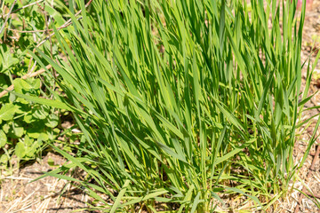 Triticum Monococcum plant in Zurich in Switzerland