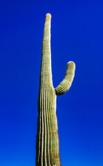 Desert landscape with cacti (Carnegiea gigantea) and other succulents in Organ Pipe NP, Arizona