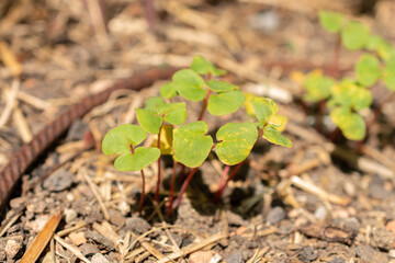 Common buckwheat or Fagopyrum Esculentum plant in Zurich in Switzerland