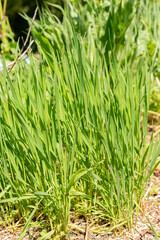 Triticum Monococcum plant in Zurich in Switzerland