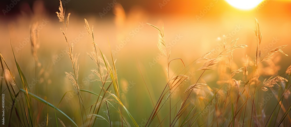 Poster sunrise illuminates the grass in the morning, capturing a serene nature concept with a copy space im