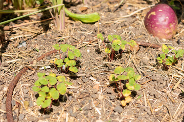 Common buckwheat or Fagopyrum Esculentum plant in Zurich in Switzerland