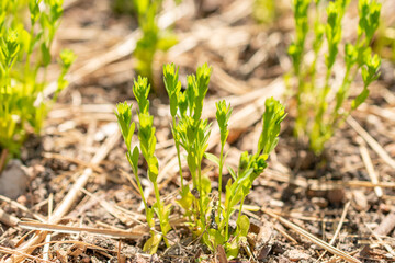 Common flax or Linum Usitatissimum plant in Zurich in Switzerland